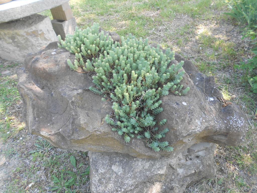 I Due Frassini Appartement Montespertoli Buitenkant foto